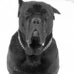 Dinko - original photo